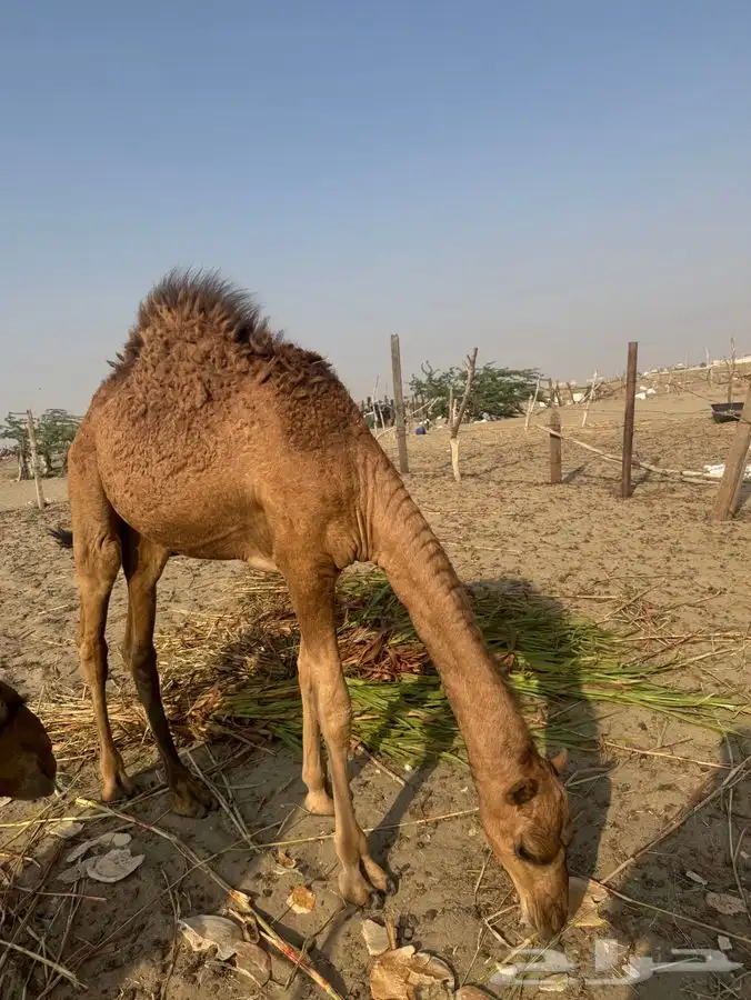 للبيع قعود نظيف 0