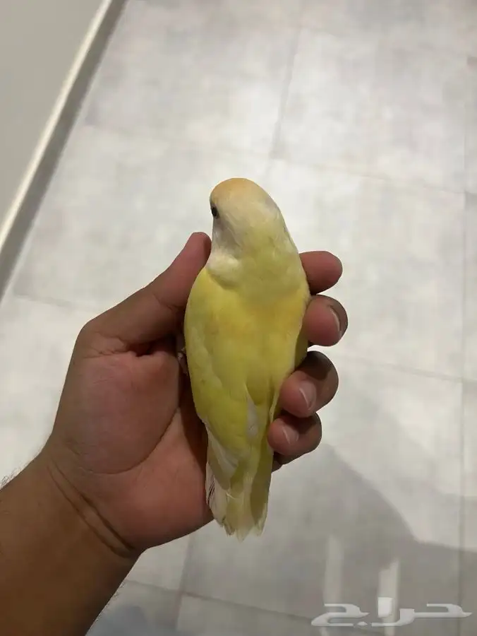 طير روز للبيع مستعجل 0