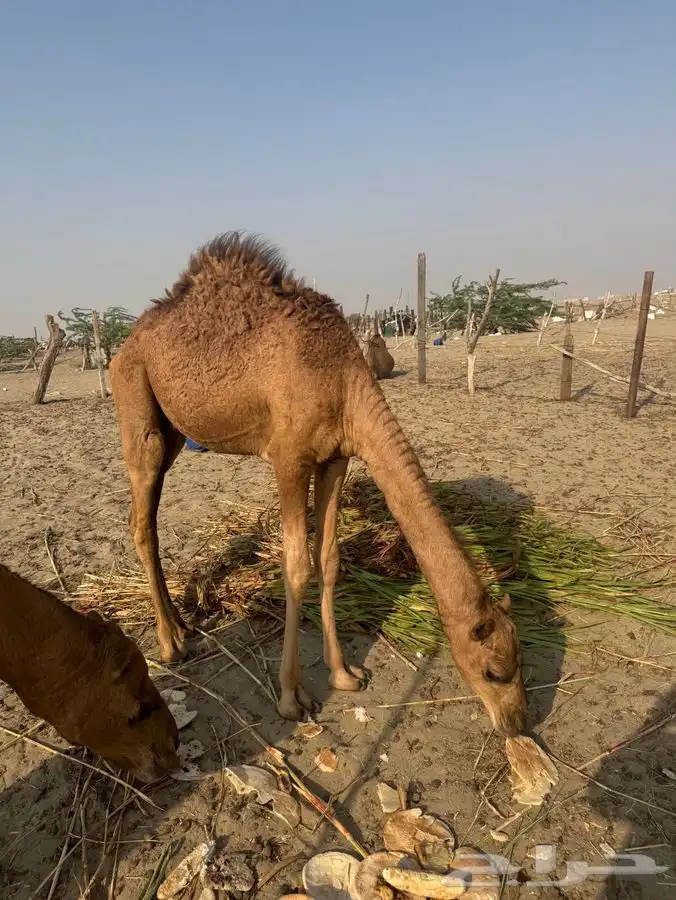 للبيع قعود نظيف 2