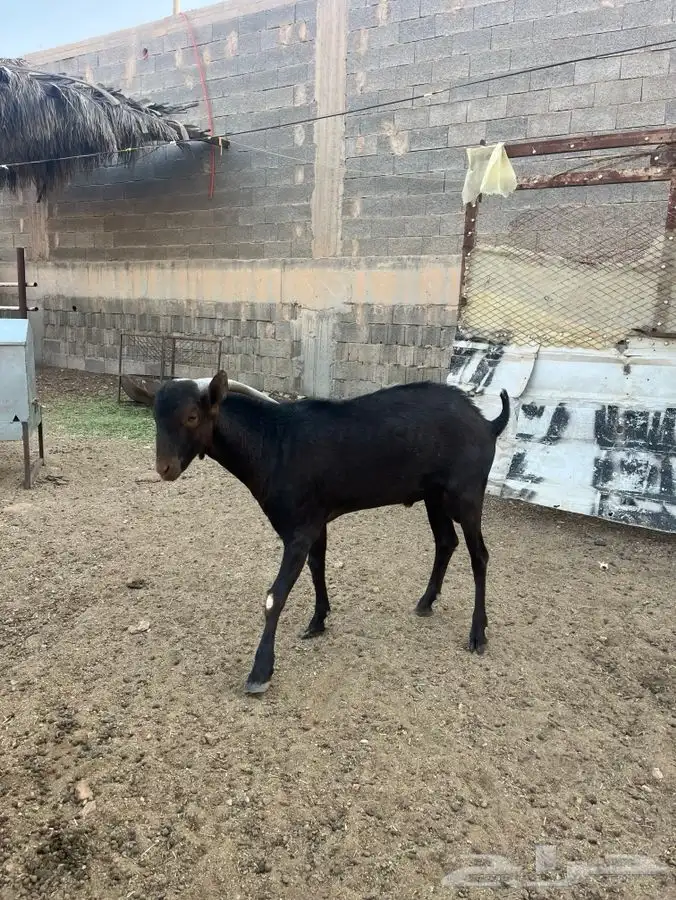 تيس مورسيانو بيور اصل 4