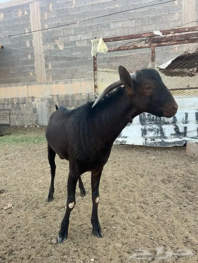 تيس مورسيانو بيور اصل 2