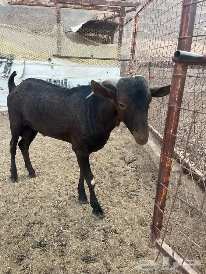 تيس مورسيانو بيور اصل 5