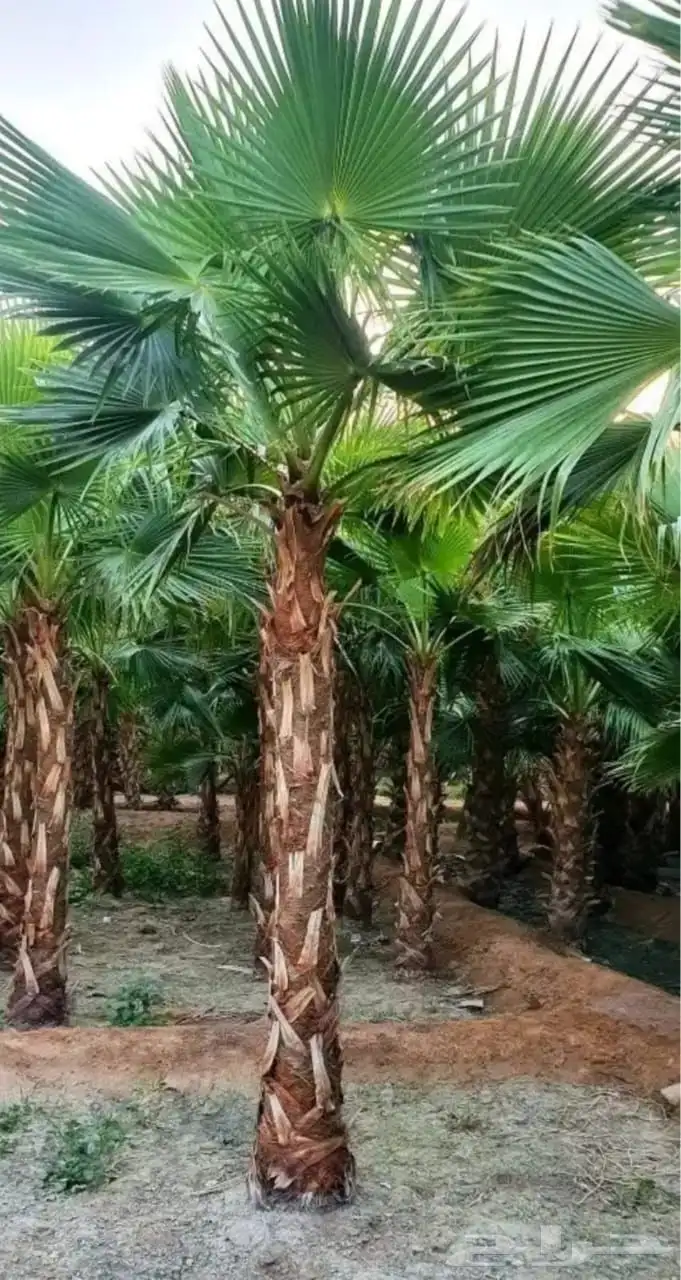 نخل واشنطني للبيع 1