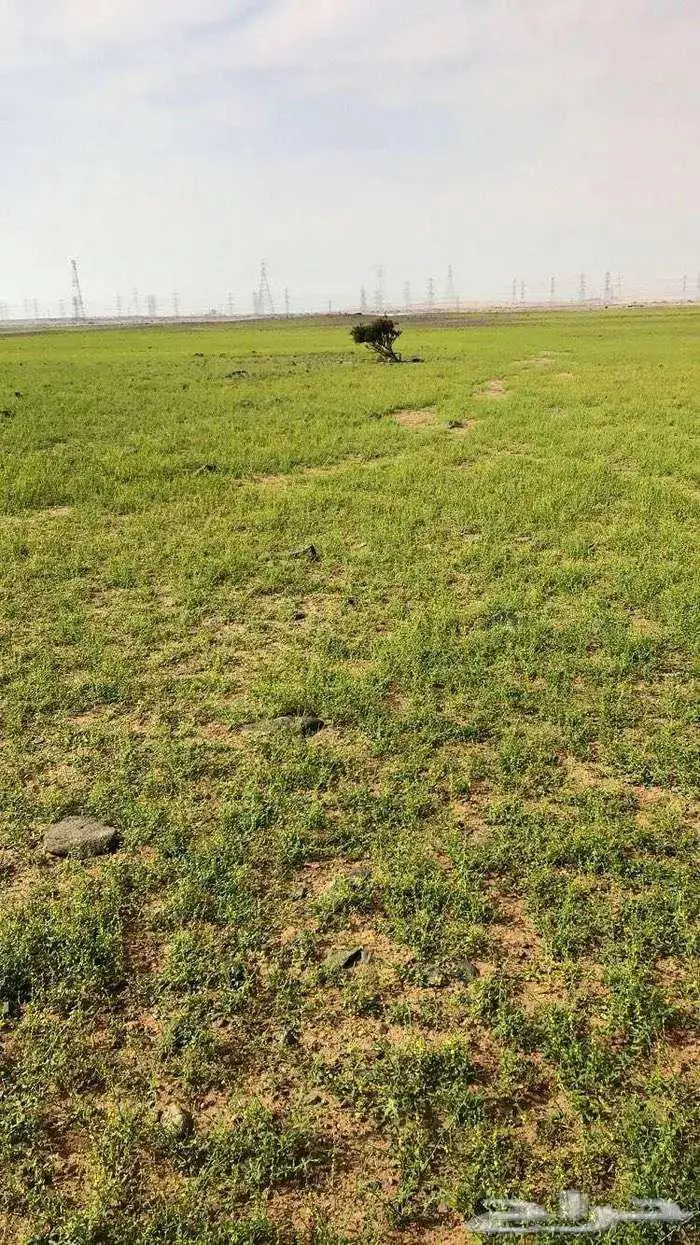 مزرعة بيع او استثمار. ارض زراعية 0