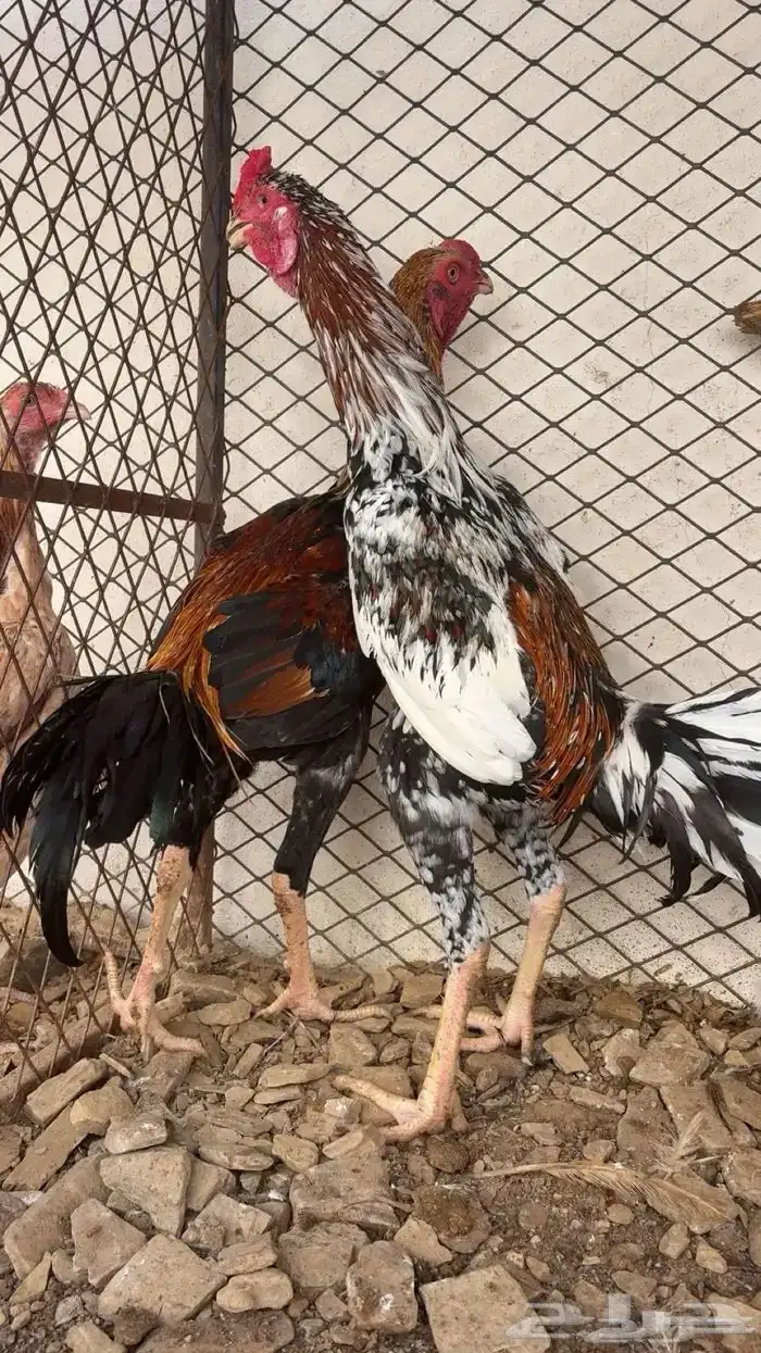 ديك باكستاني 1