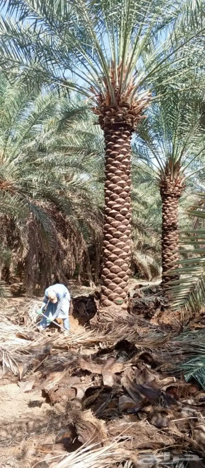 نقوم بتوريد انخيل العربي وزينه بجميع انواعه 4