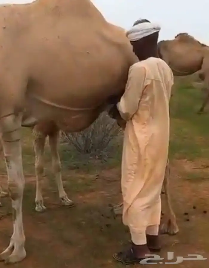 تربيه مواشي 0