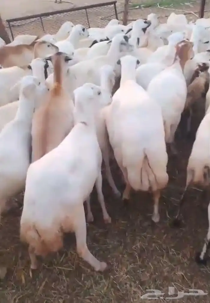 ضان رفيدي دفيع فين اصامل 1