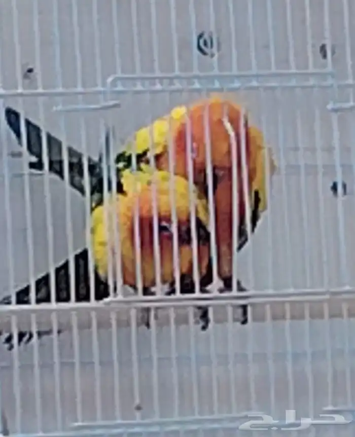 صن كنيور شمسي صبغه قويه (تم البيع خارج الموقع) 4