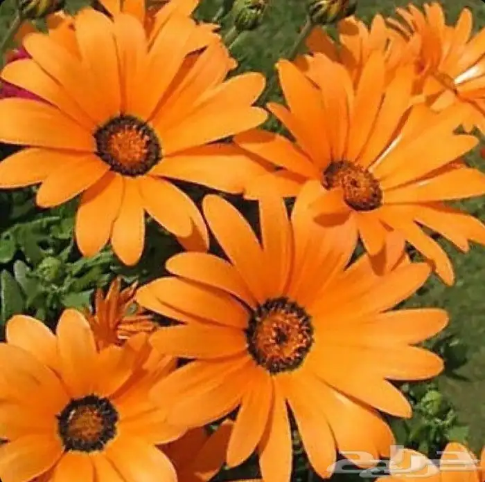 بكج بذور ازهار الربيع البرية 11