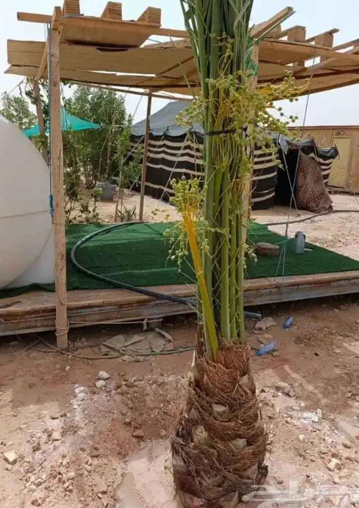 يوجد الدينا نخل مثمر جميع المقاسات متوافره في انح المملكة 5