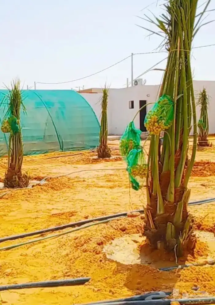 يوجد الدينا نخل مثمر جميع المقاسات متوافره في انح المملكة 9