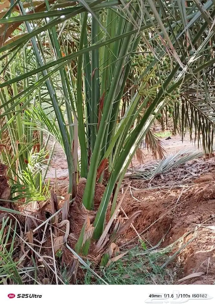 يوجد فروخ طيبه جدا  وعلى الشرط بعداد كبيره 6