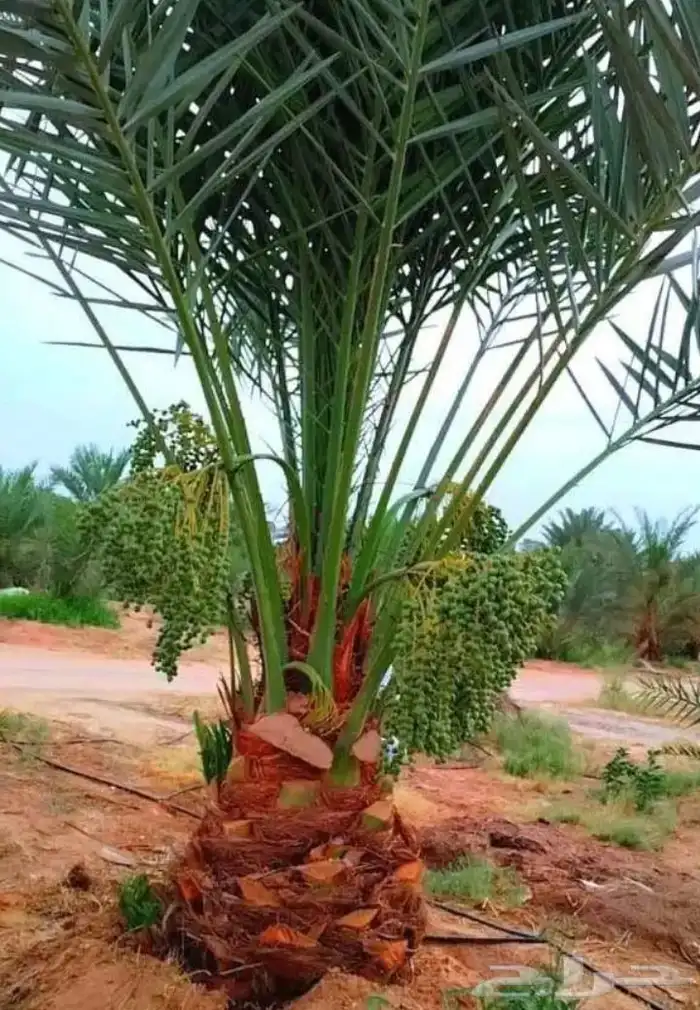 يوجد الدينا نخل مثمر جميع المقاسات متوافره في انح المملكة 3