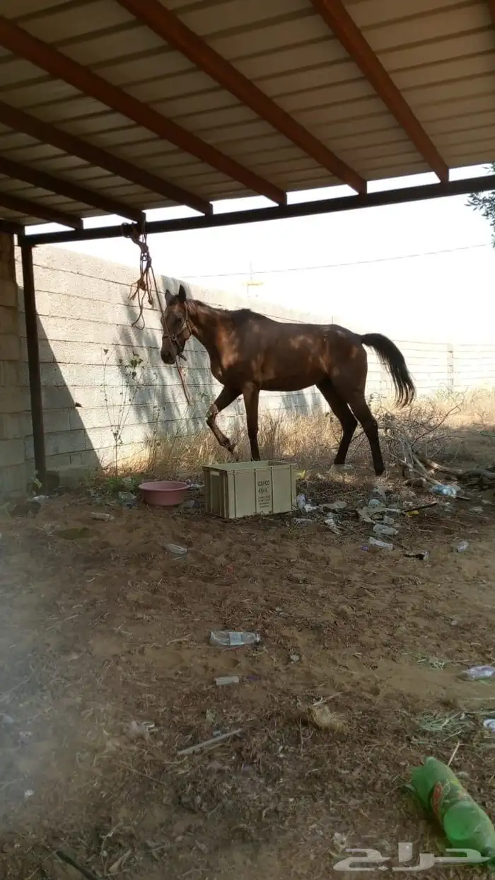 خيل انقليزي مخسي 5