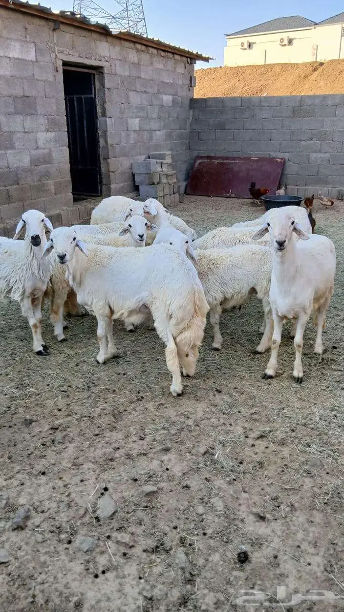 خرفان جبره 1