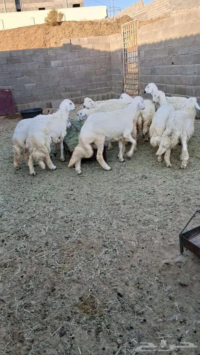 خرفان جبره 2