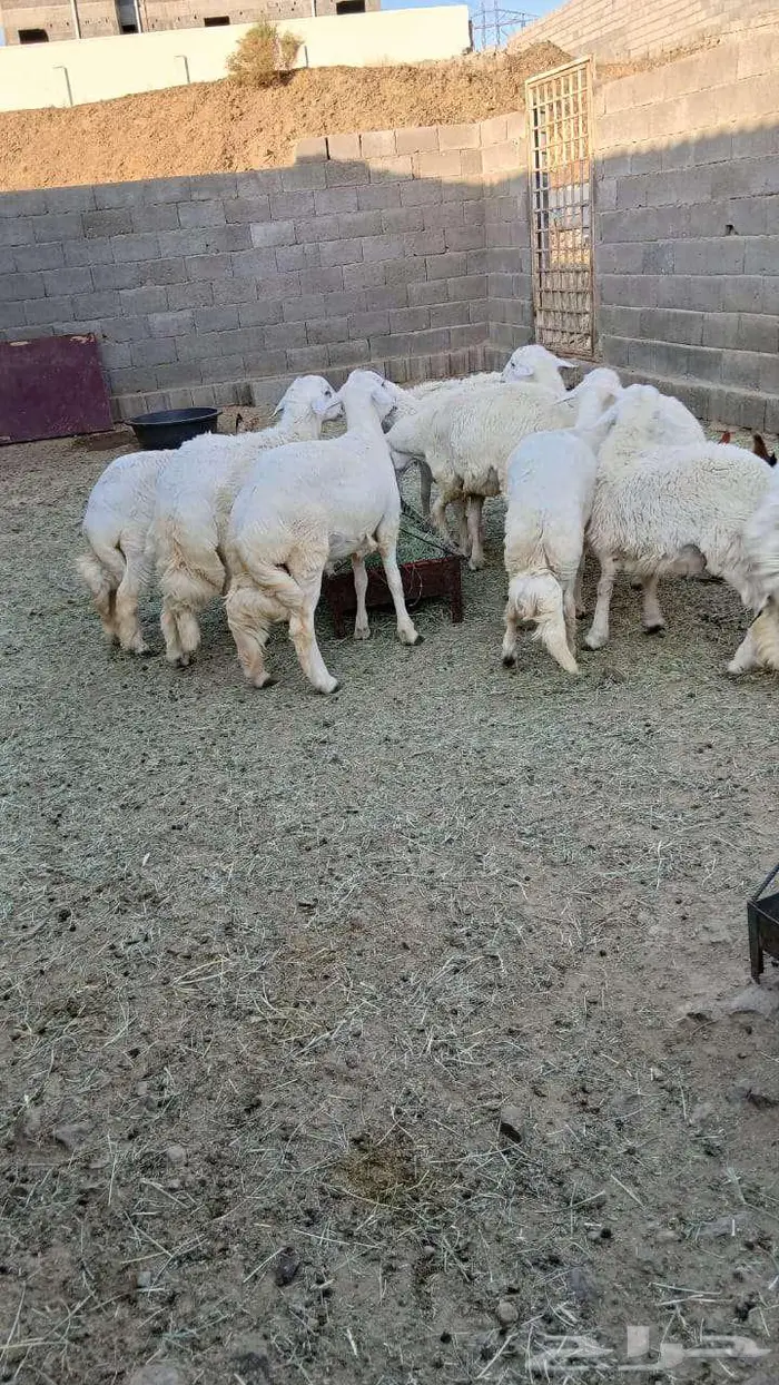 خرفان جبره 0