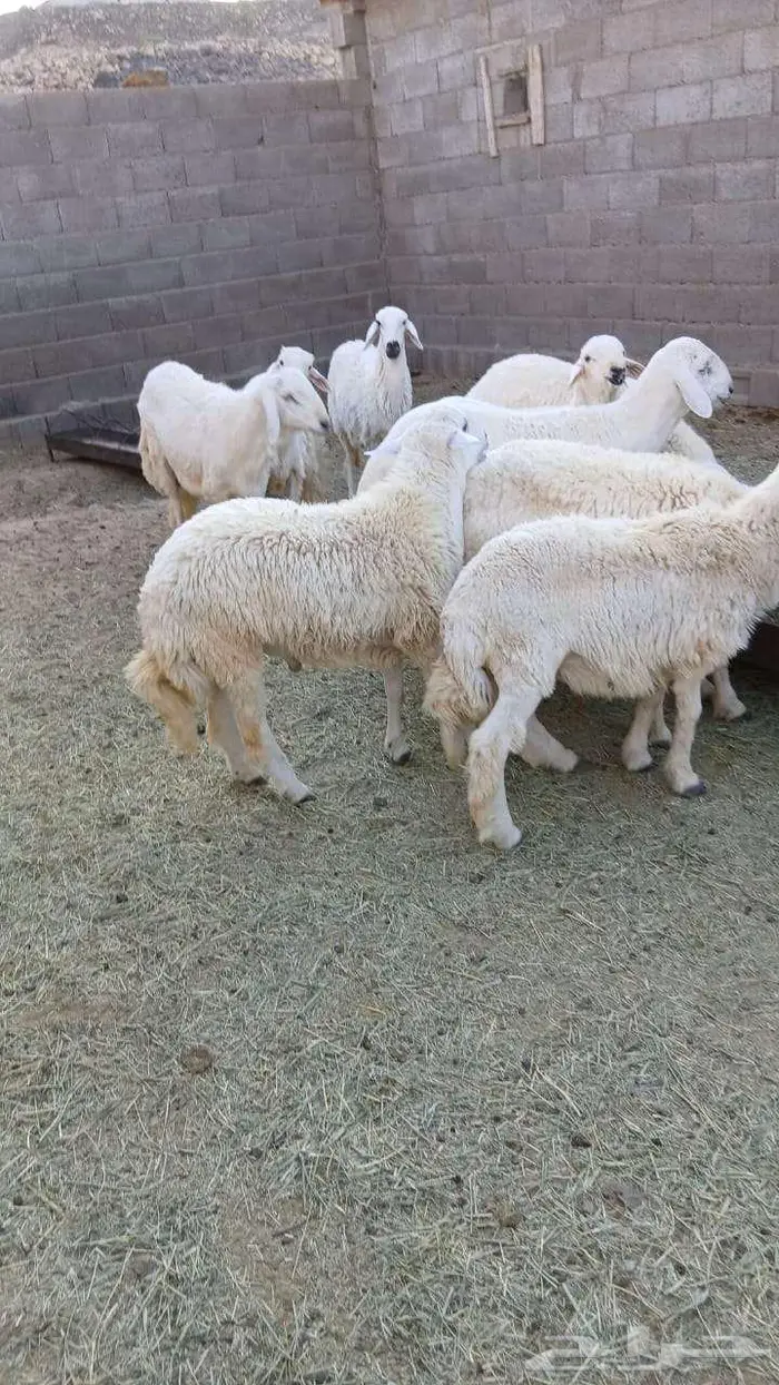 خرفان جبره 3