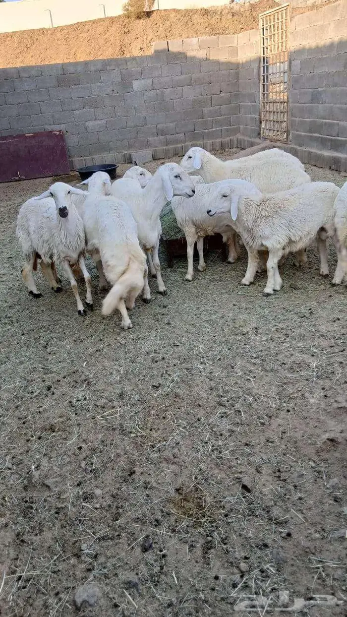 خرفان جبره 4