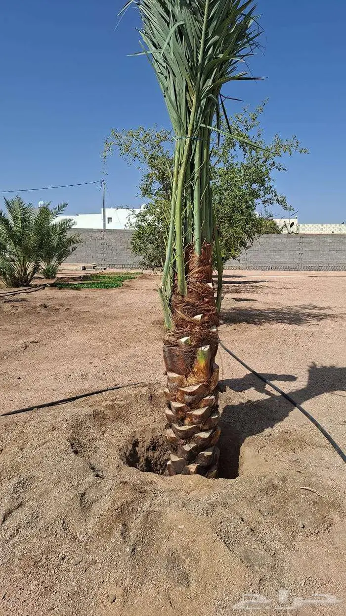 انخل للبيع 12