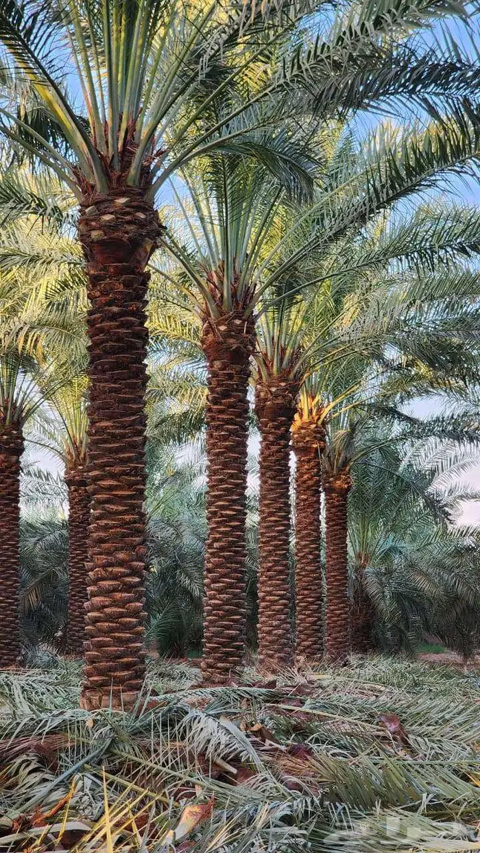 انخل للبيع 9