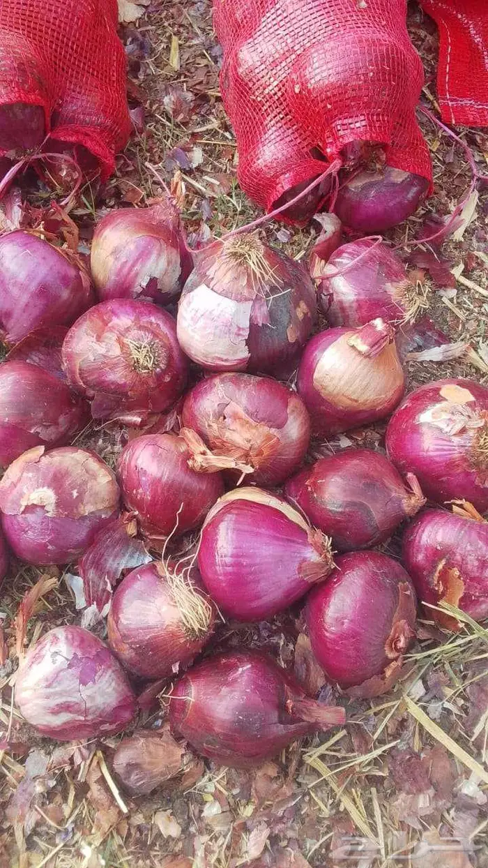 بصل بلدي أحمر فاخز 1