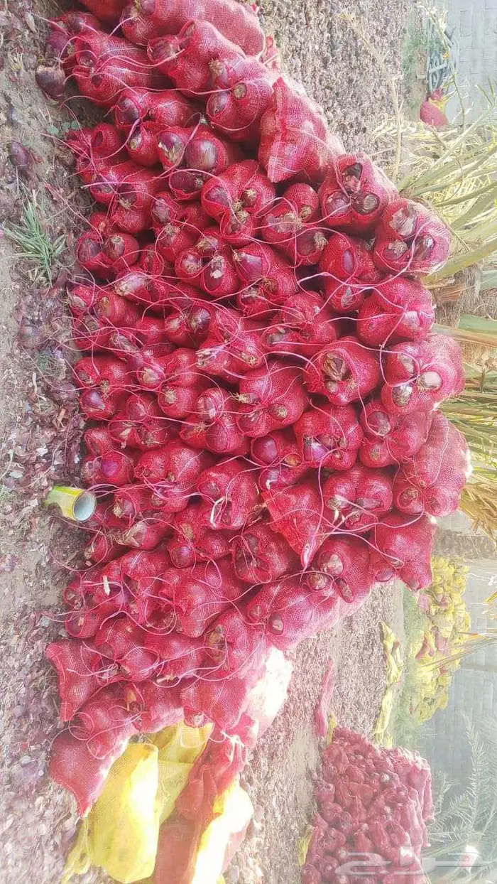بصل بلدي أحمر فاخز 2
