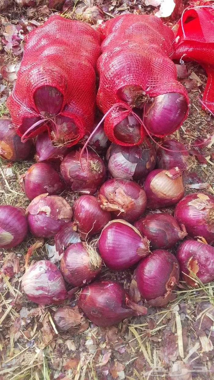 بصل بلدي أحمر فاخز 0