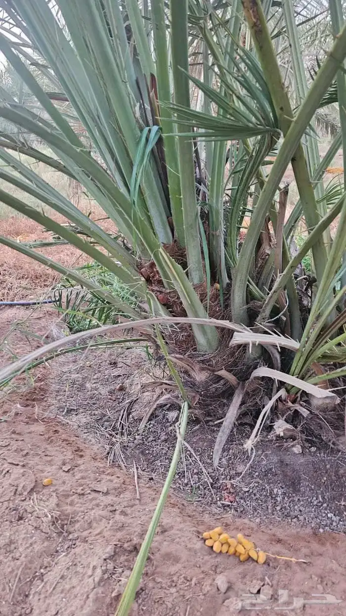 يوجد فروخ طيبه جدا  وعلى الشرط بعداد كبيره 2