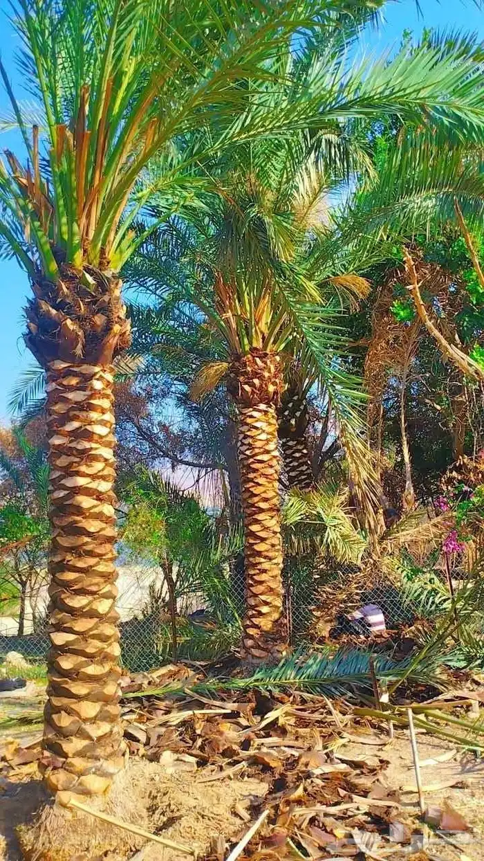 يوجد لدينا جميع انواع النخل عربي ووشنطني للبيع ج 3