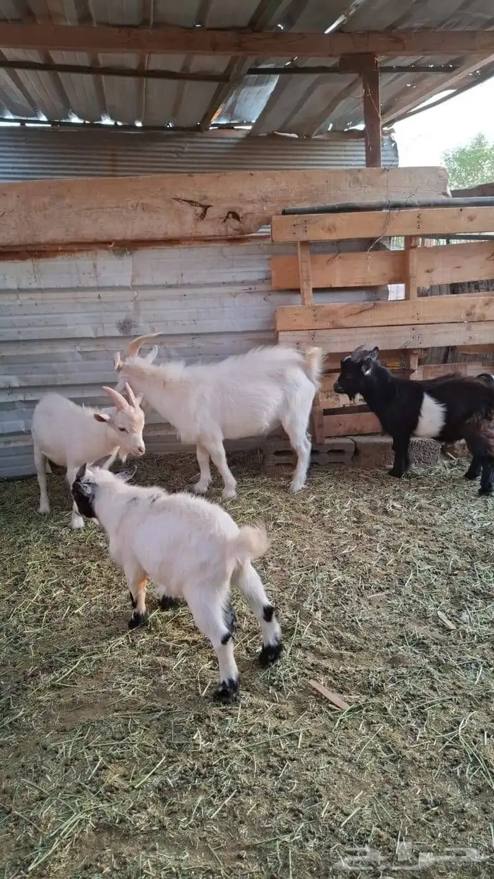 تيوس 4 قزمي واحد الحاله جنوبي 0