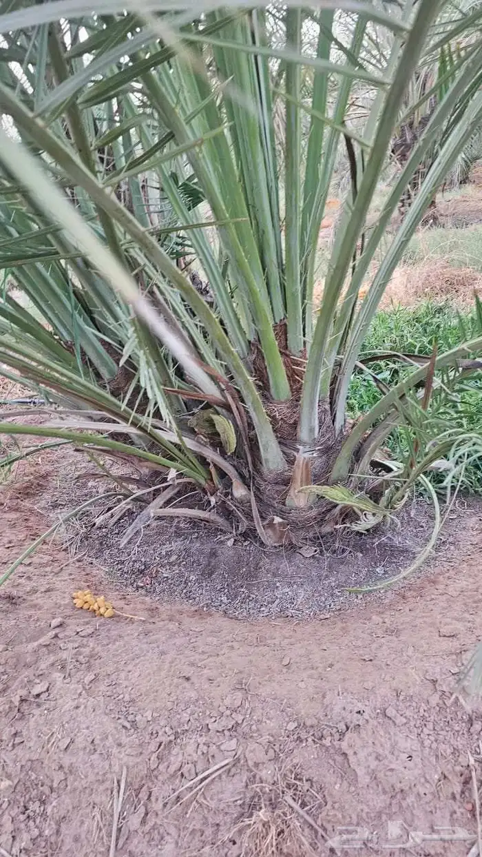 يوجد فروخ طيبه جدا  وعلى الشرط بعداد كبيره 5