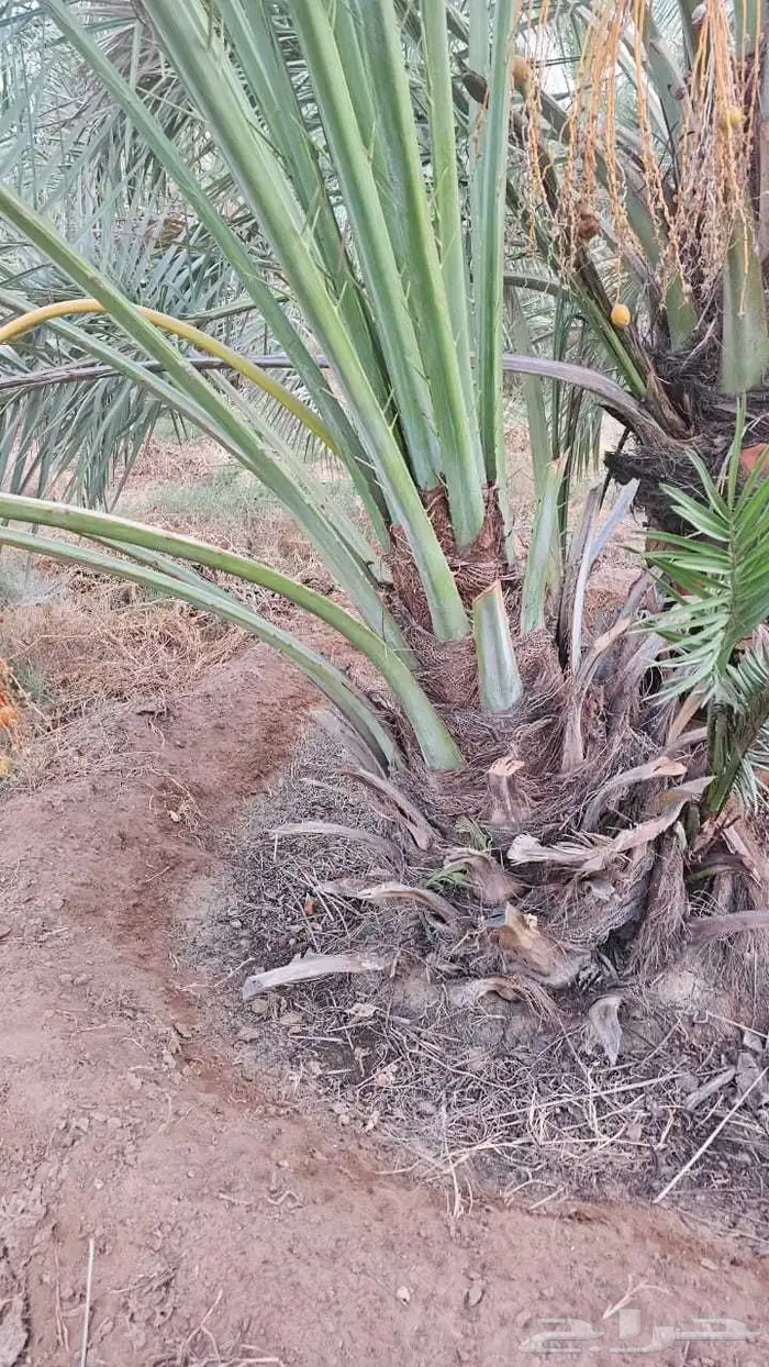 يوجد فروخ طيبه جدا  وعلى الشرط بعداد كبيره 3