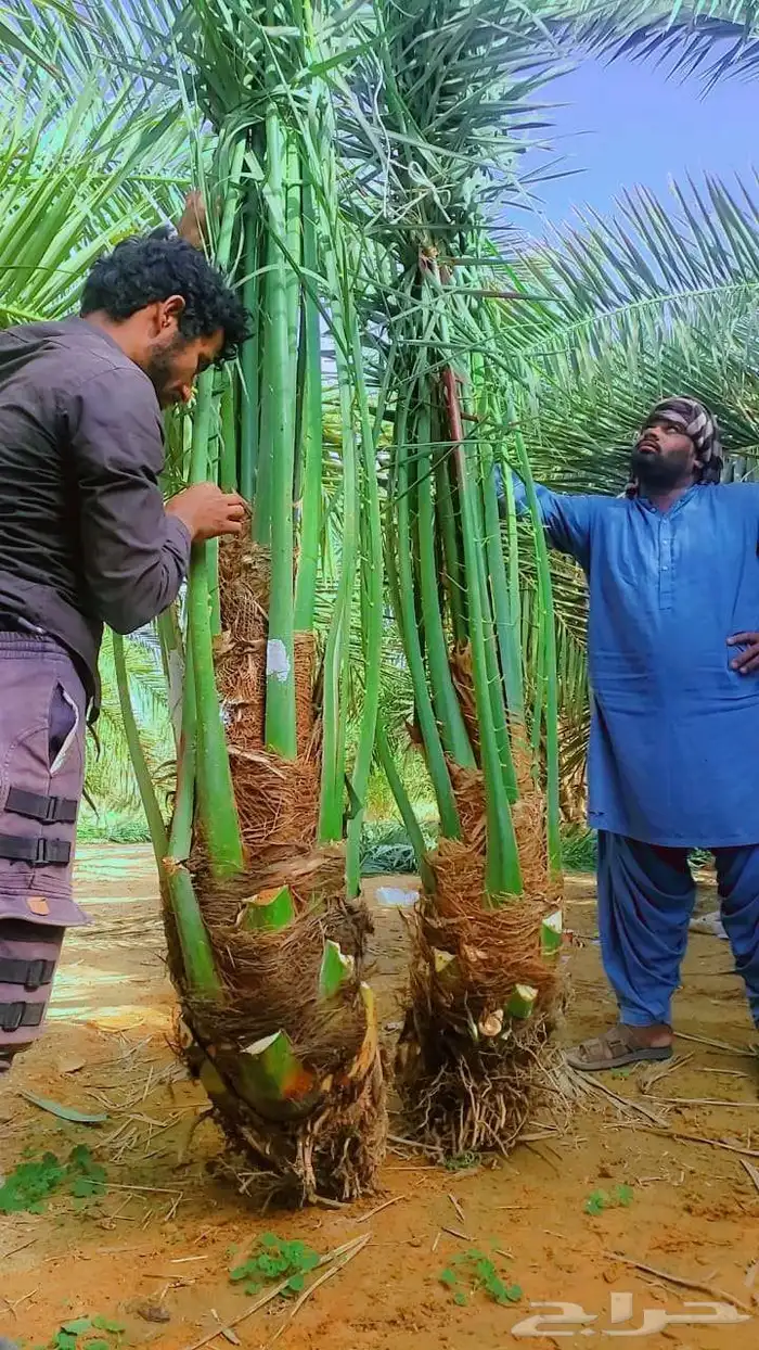 نخل القصيم 1