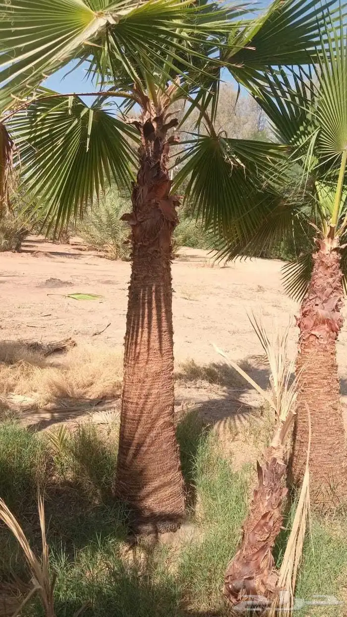 نخيل_ _وشنطن_زينه 6