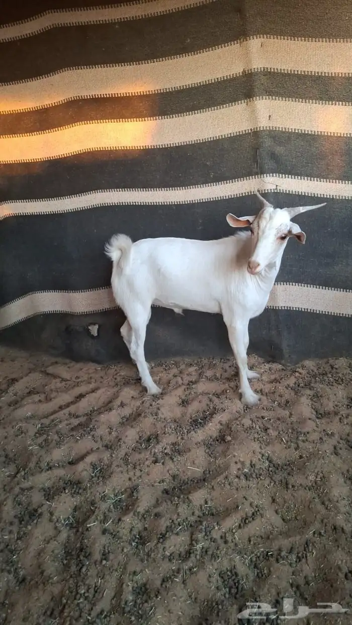 تيوس 4 قزمي واحد الحاله جنوبي 1