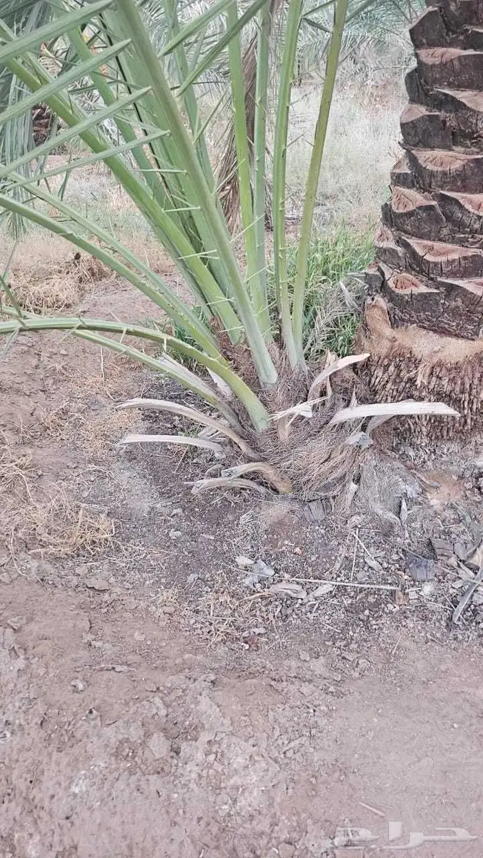 يوجد فروخ طيبه جدا  وعلى الشرط بعداد كبيره 4