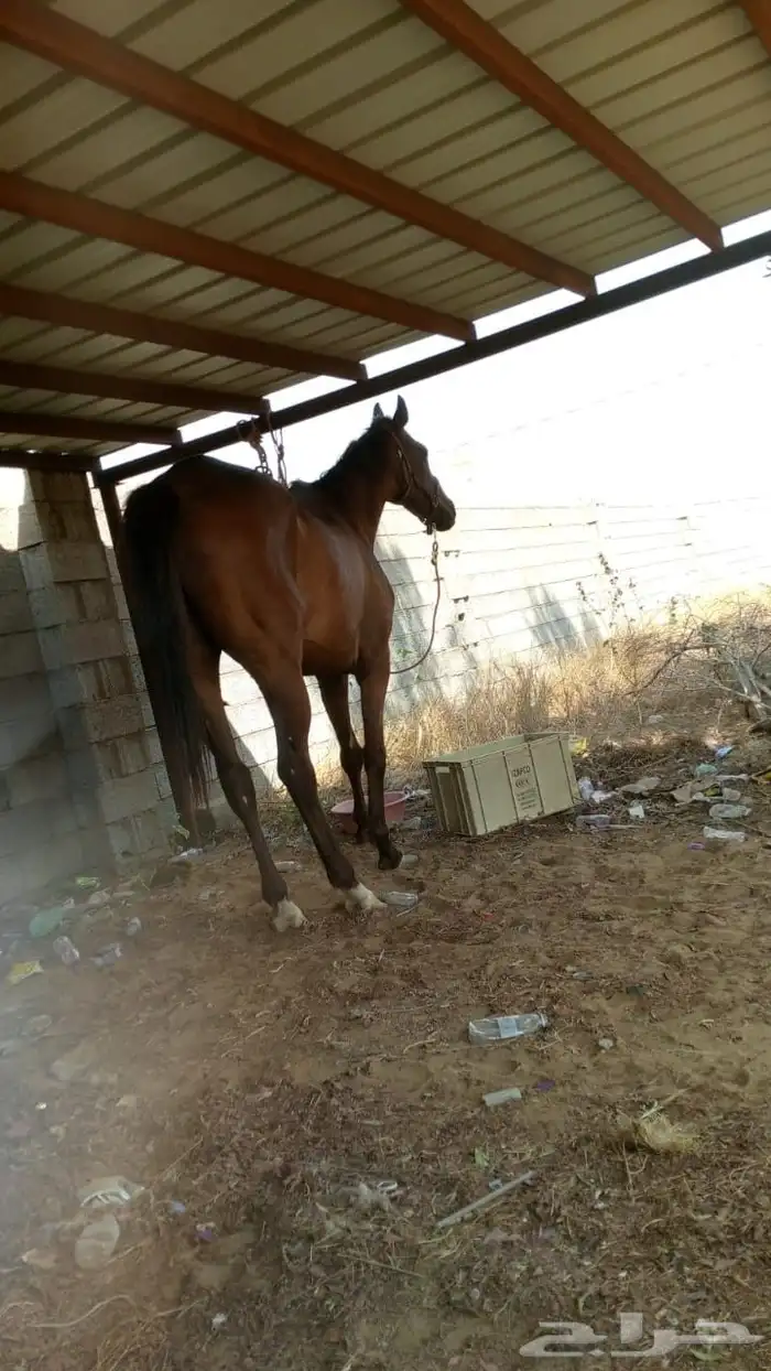 خيل انقليزي مخسي 4