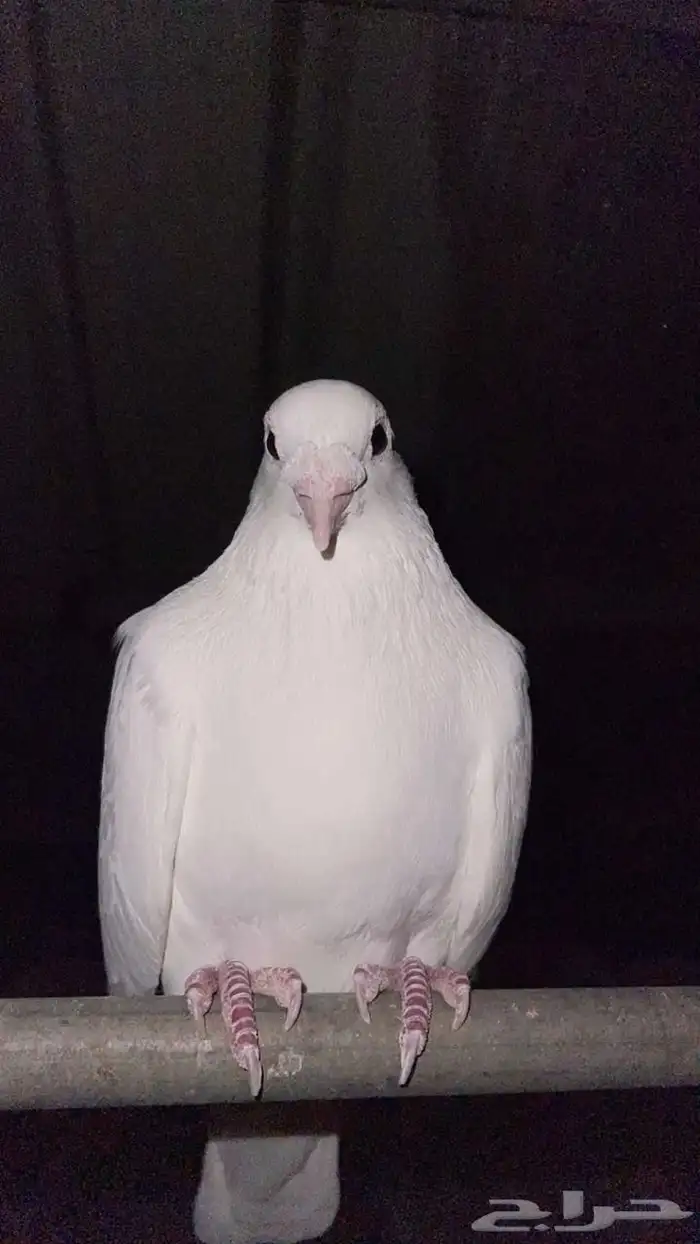 حمام فرنسي جامبو 3