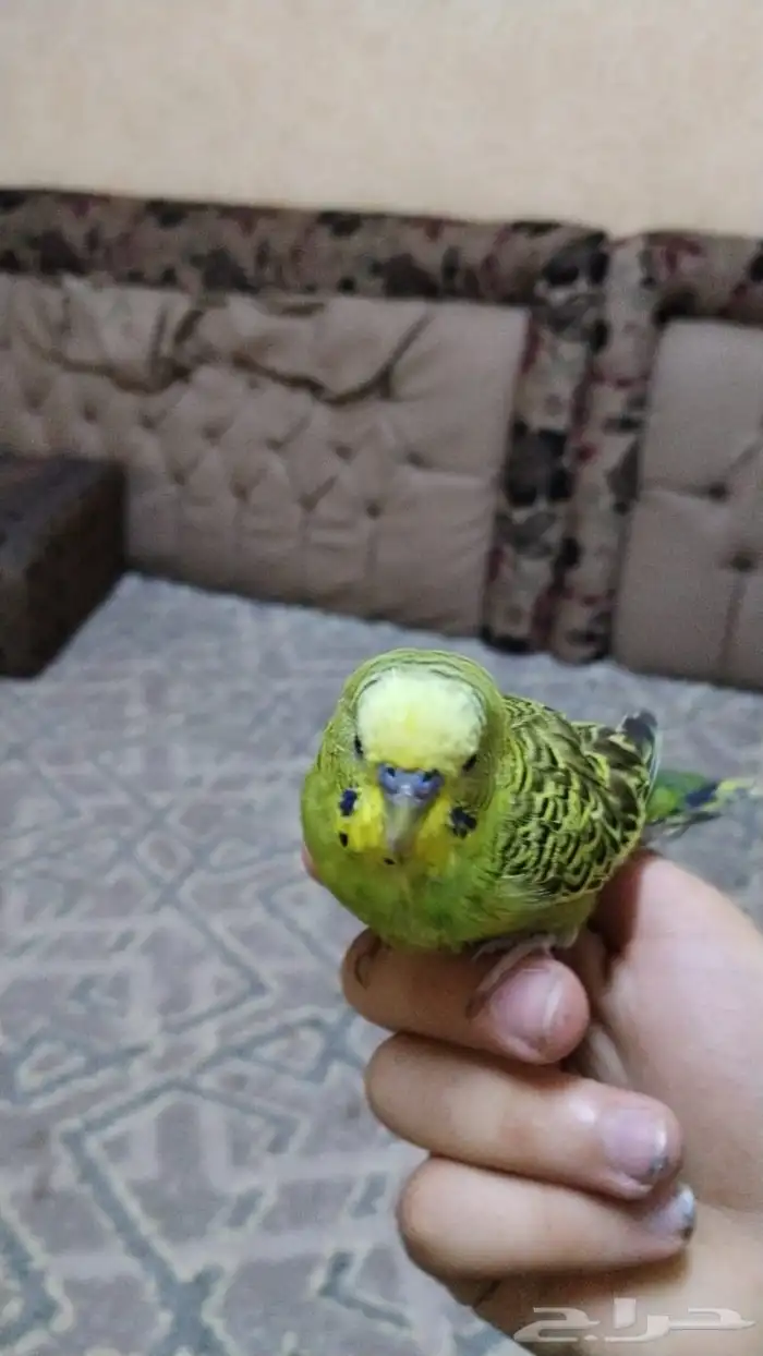 بادجي 0