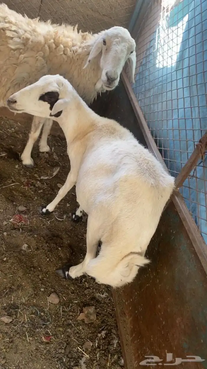 نجعتين كفو وسليمه وحيل الموقع الجوه . سراه عبيده 0