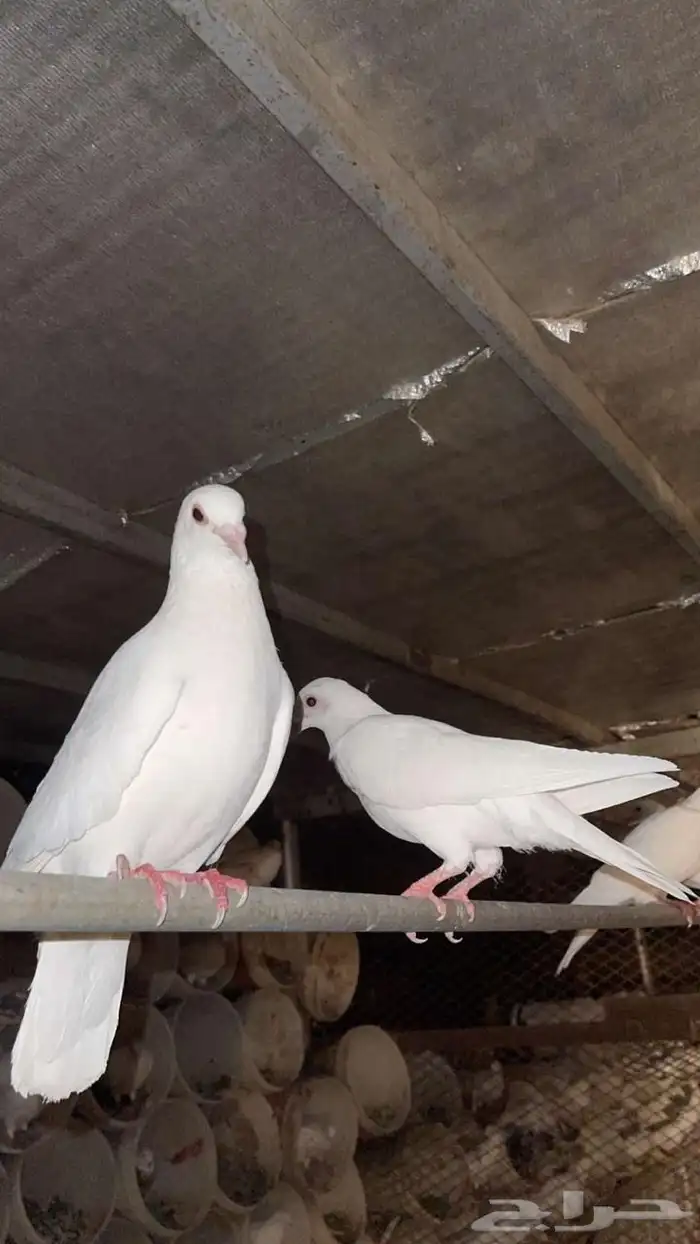 حمام فرنسي جامبو 0