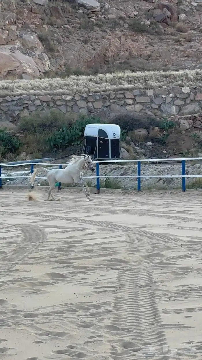 حصان شعبي فاخرر 12