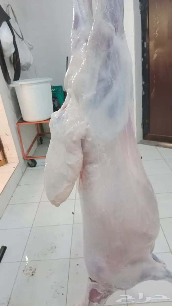 حري جده ذبايح ثلاجه يوجد صلخ توصيل بااقل الاسعار 5