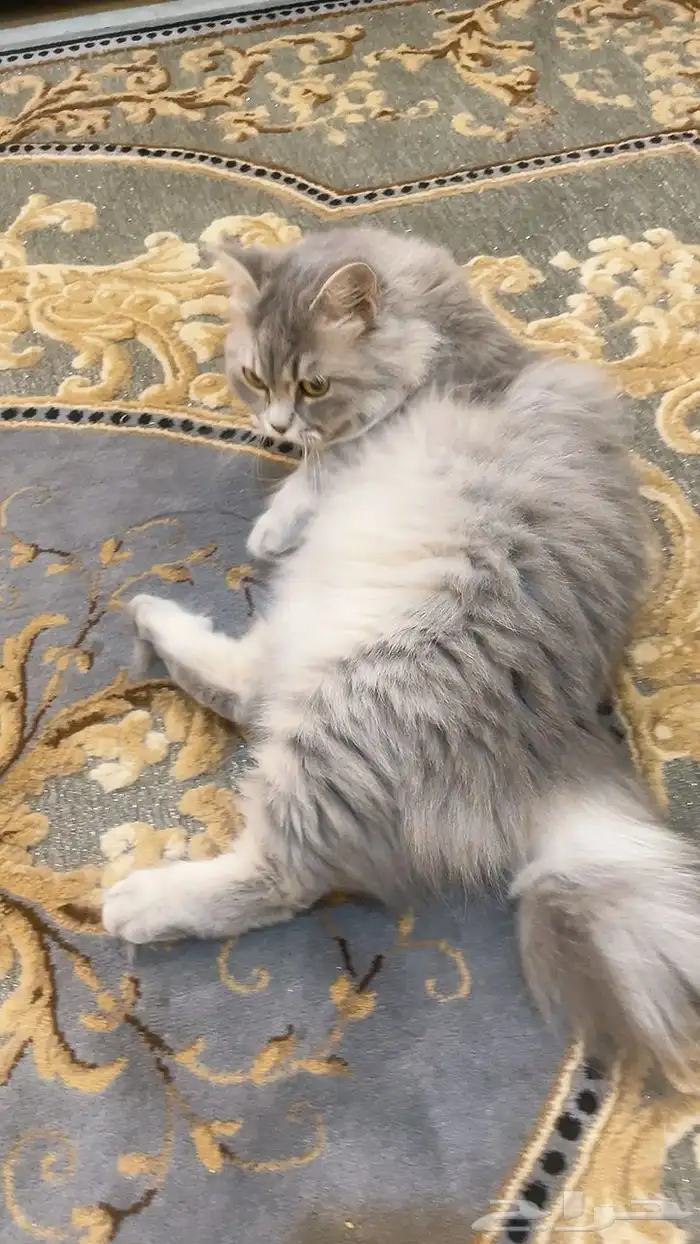 قطة للتبني لوجه الله بدون مقابل مجانا 5