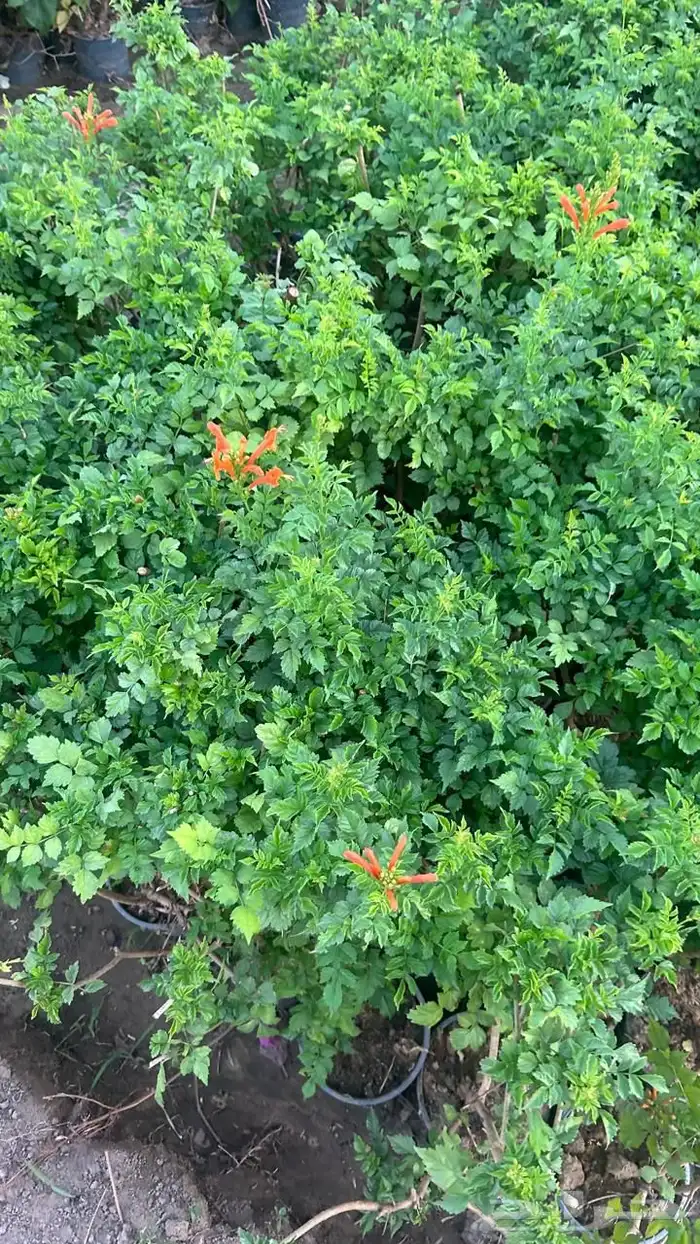 شتلات وأشجار جملة فقط 15