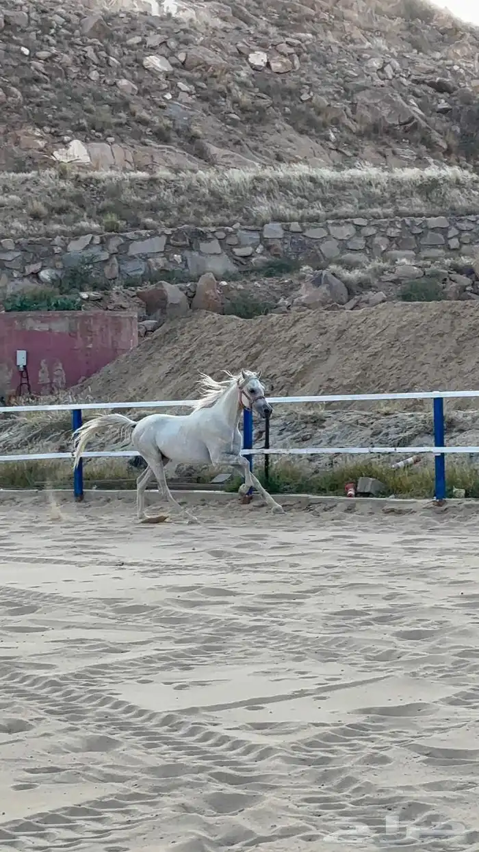 حصان شعبي فاخرر 2