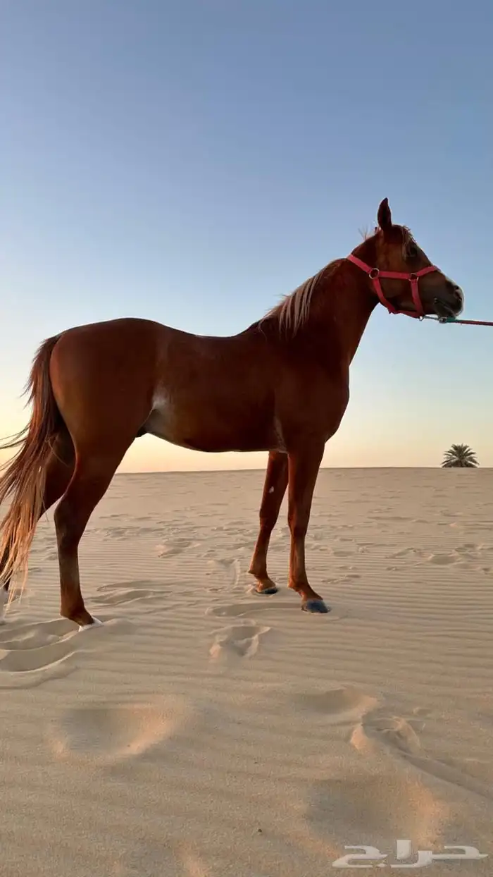 خيل عربي شعبي للبيع 0
