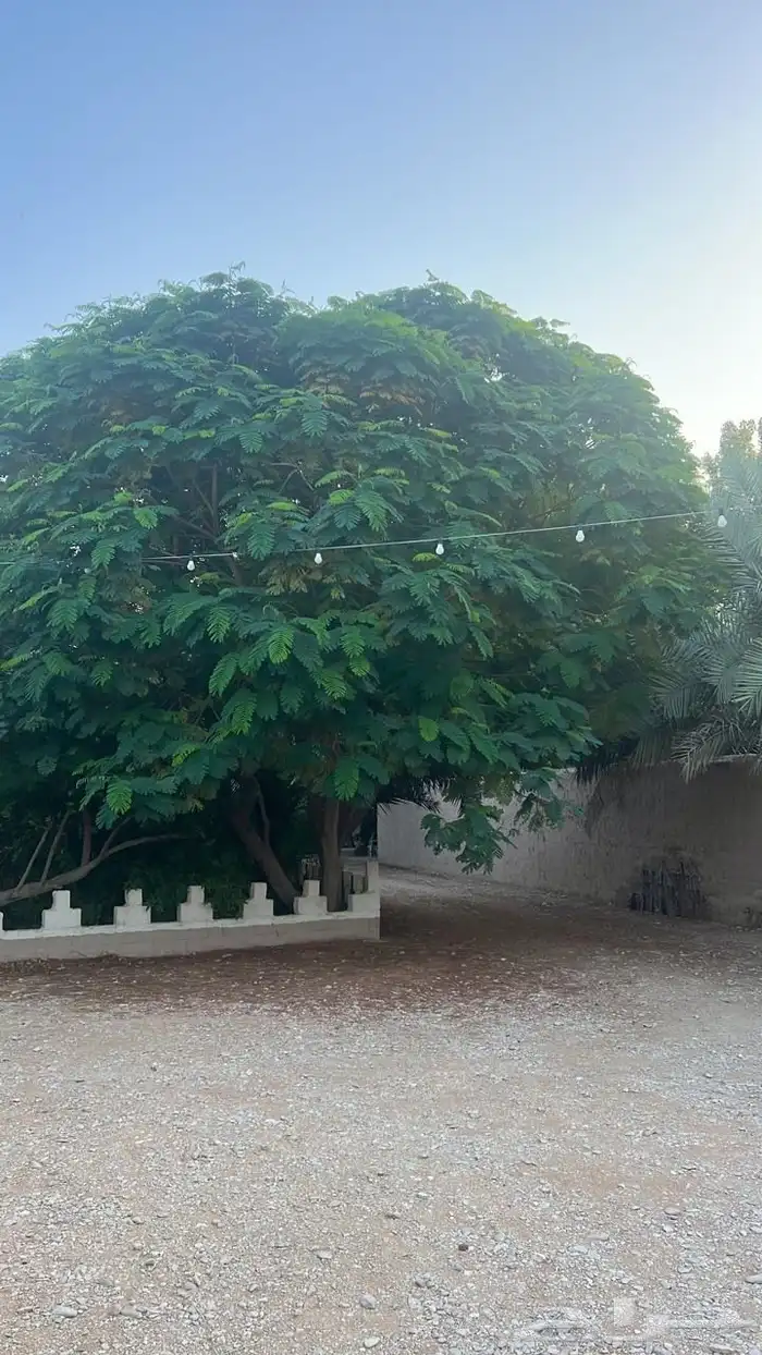 مزرعة ريم الريفية للبيع   الخرج   الدلم 21